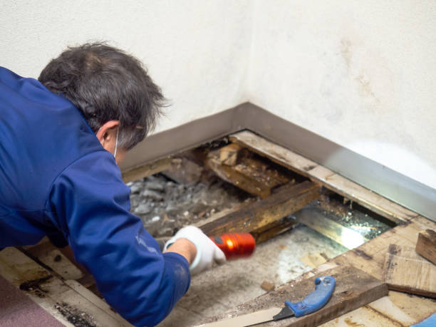 Best Crawl Space Mold Remediation in Hale Center, TX