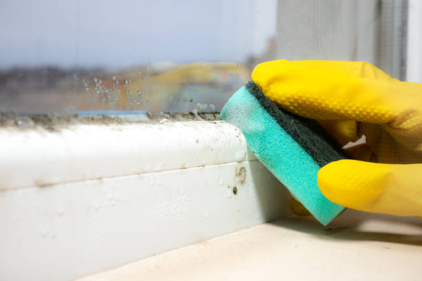 Best Commercial Mold Remediation in Hale Center, TX