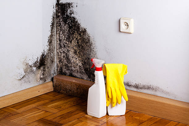 Best DIY Mold Remediation Support Services in Hale Center, TX