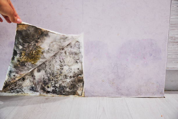 Best Mold Remediation for Specific Building Types in Hale Center, TX